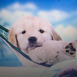 NEW/SEALED Fellowes Puppy in Hammock Mouse Pad 9x8